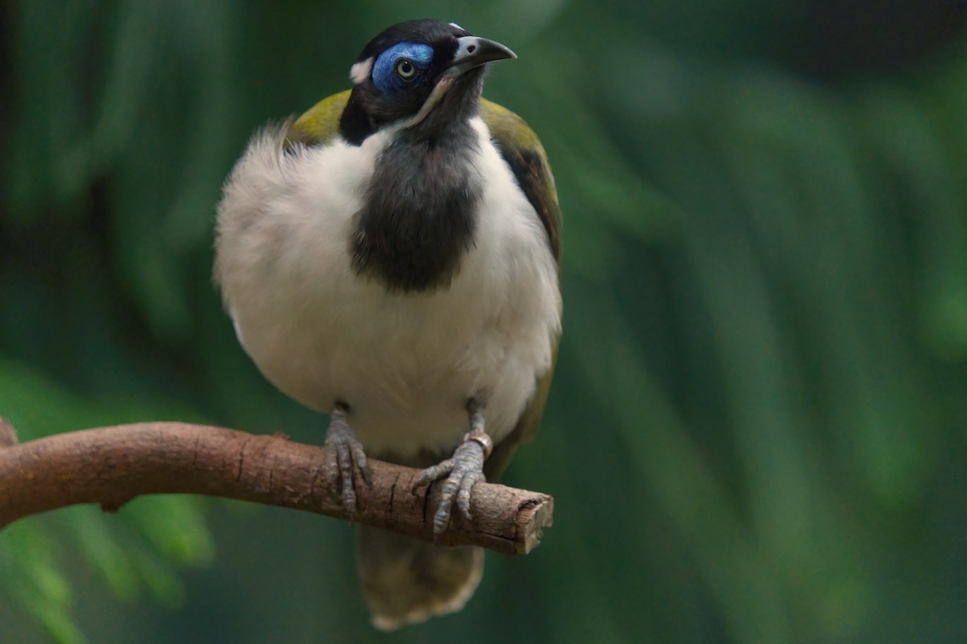 Blue Faced Honey Eater 1006